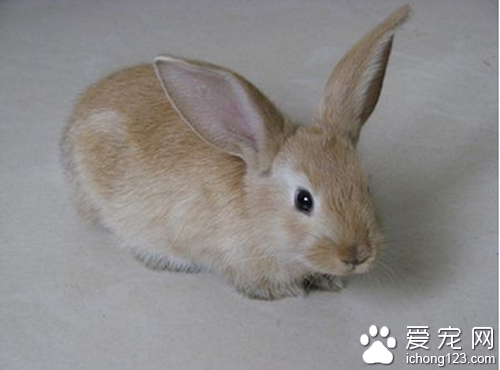 泽西长毛兔价格 教你如何选购泽西长毛兔