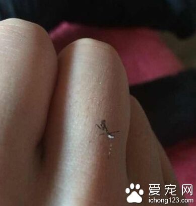 传说中的纳米螳螂？