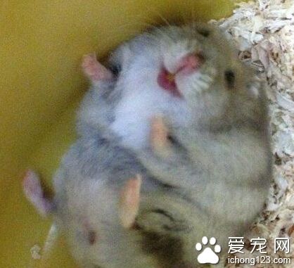 胖子的悲伤：吃太多，连翻身都是问题