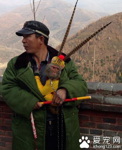 猴哥，出来玩耍了！