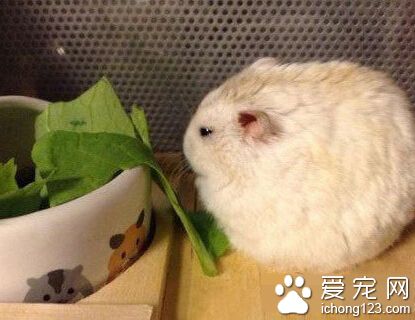 “知道什么叫情非得已么，人家也不想吃成这样啊！”