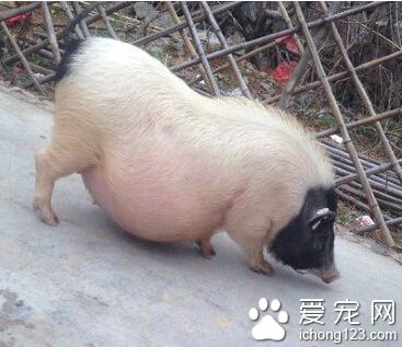 二师兄你这么胖还能小跑不？