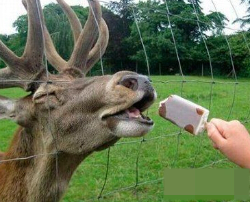 有雪糕吃好开森