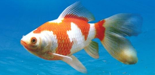 红白草金鱼