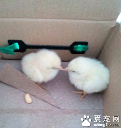 今天买了这两个小东西，好有爱的赶脚～