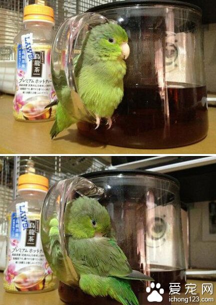 它好像找到了新窝