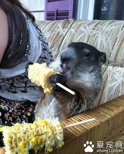 我可以再吃一个嘛？