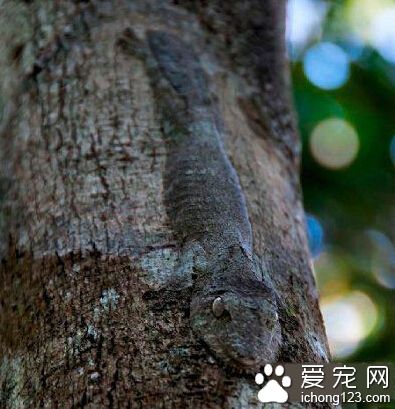 大自然的隐身宗师～