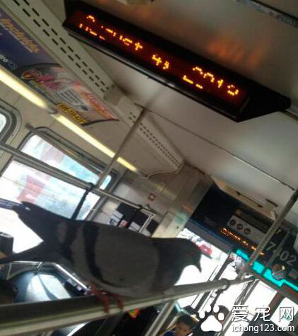 飞累了，咱也坐公交休息休息！