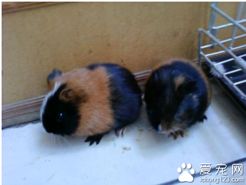 荷兰猪怎么分公母 可以查看它的生殖器官