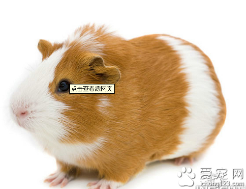宠物鼠的种类  带你了解宠物鼠