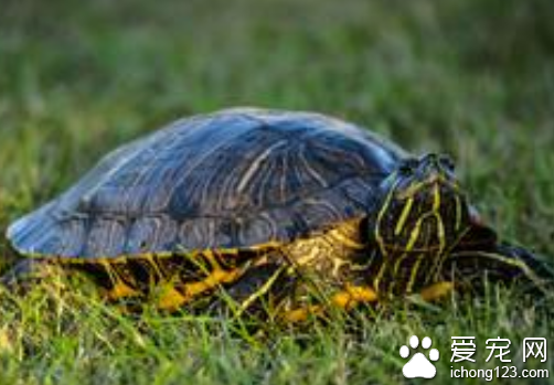 乌龟不吃食怎么办 教你如何喂养巴西龟