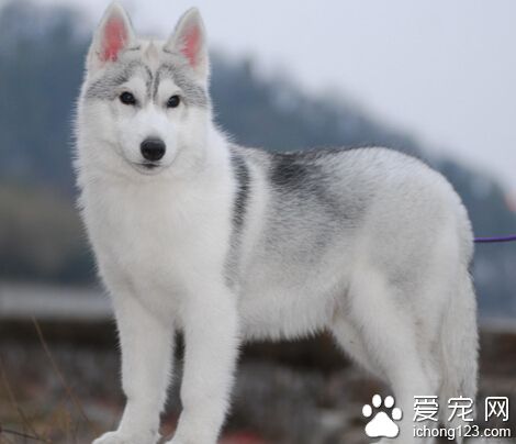 犬皮肤病 真菌是导致犬皮肤病的原因之一