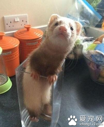 有人在吗，帮帮忙，我掉井里出不去了！