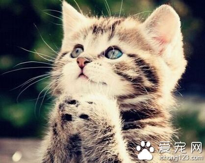 猫的寿命 最长寿的甚至活到了接近20岁