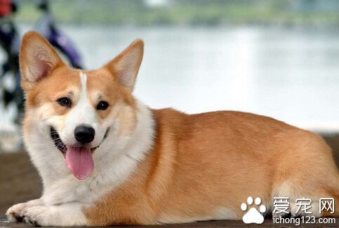 狗吐白沫 可能因为吃的过饱引起消化不良