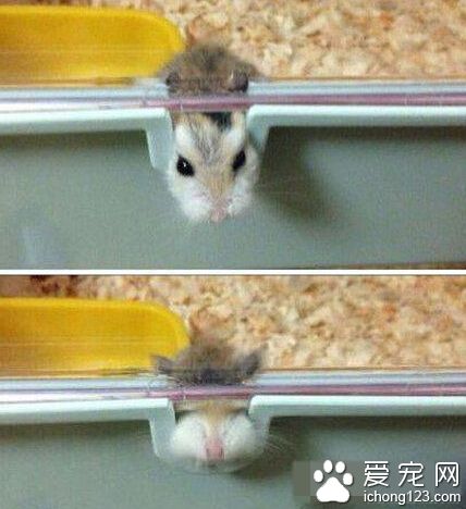 先减减肥在越狱吧！