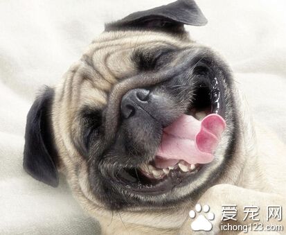 狗的智商排名 狗狗的智商是相对有限的