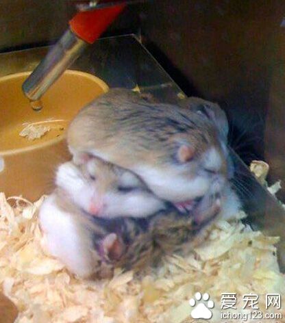 大家来玩叠叠乐