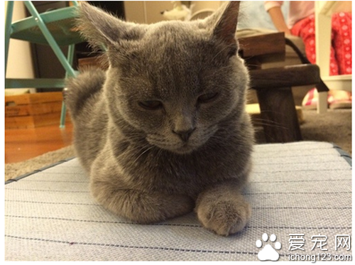  公猫好还是母猫好 最好选择适合自己的