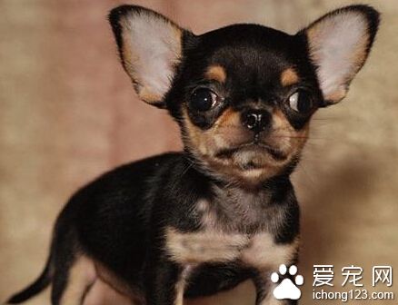 吉娃娃的价格 约二千块就可以买到一只了