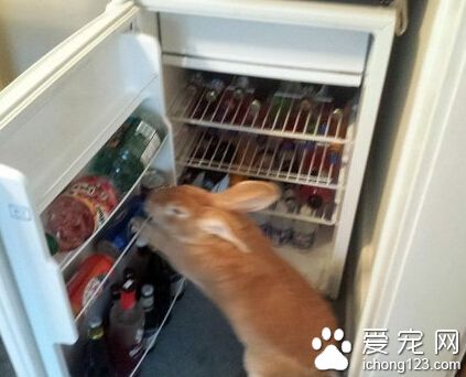 不是只有猫和狗才会偷东西吃，兔子也会啊！