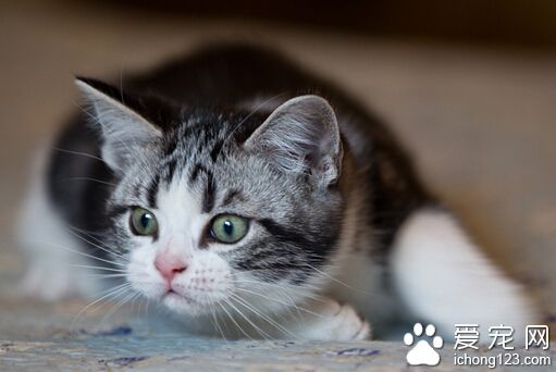 怎样驯服猫猫完全听你的话 不要大声训斥