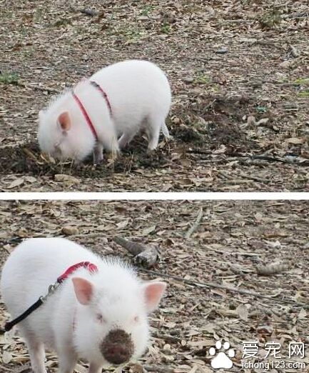 小猪拱地脏一嘴。。。