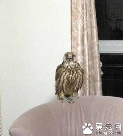 家里突然来客了，据说应该是猫头鹰，每天都叼回几块肉是几个意思？