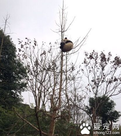 国宝君这是要逆天的节奏啊！