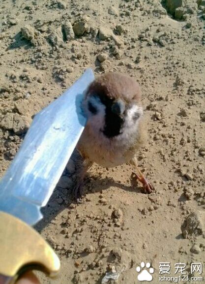 临危不惧，果断赞一个～