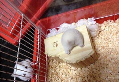 家里仓鼠吃太胖了，连窝都钻不进去，小屁股卡在外面了