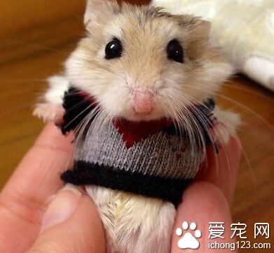给小仓鼠织了件小衣服，萌哭了