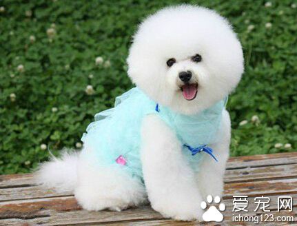 比熊犬好训练吗 说难也难说简单也简单