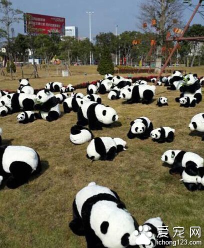 一群大熊猫来袭，被萌到了没？