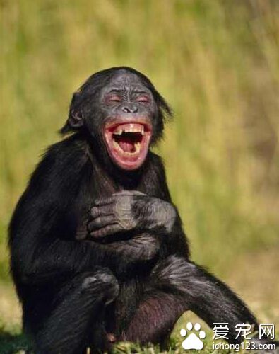 看了会嘻哈，给这货给逗得