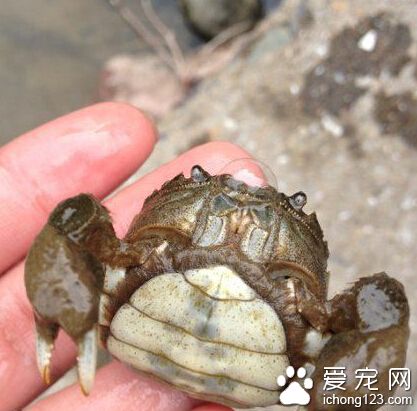 老子叫蟹坚强，有能耐把我蒸了～