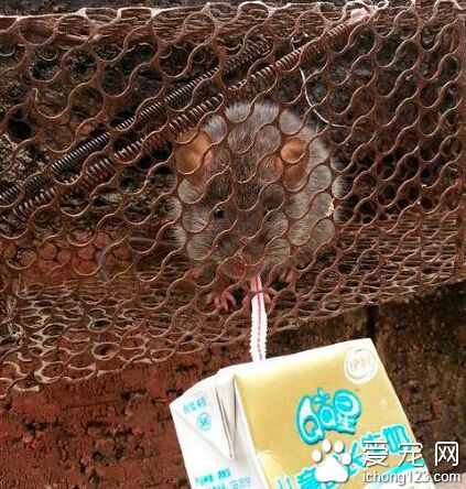 现在的小老鼠是要逆天么？