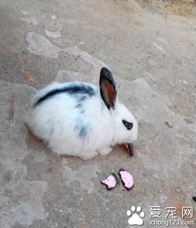 买回一只兔子，蔬菜啥的都不吃，就吃奥利奥饼干，表示我养不起啊~