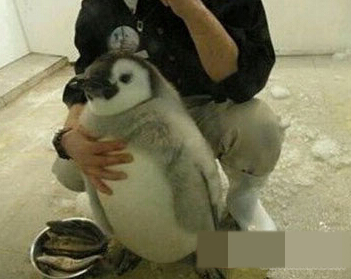 企鹅是好养，就是太费鱼