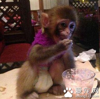 猴哥，还穿尿不湿呢