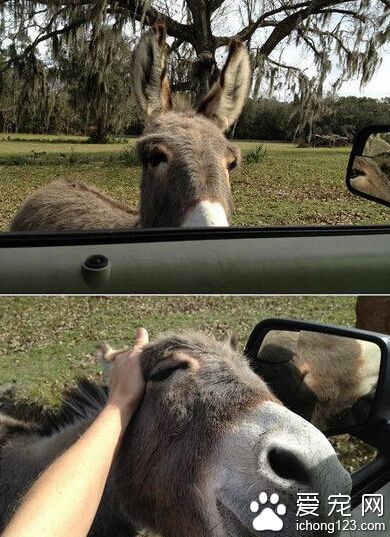 来自imgur用户：邻居家养的小毛驴，看见你就会一路追过来。 直到你停下车，摸摸它的头~╰(￣ω￣ｏ)