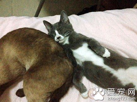 这个肉垫好酥胡