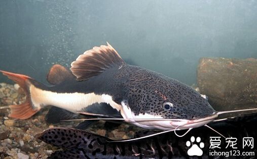 狗仔鲸吃什么 此鱼饲养饵料以活饵鱼肉等