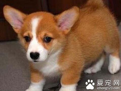 柯基犬价格 性别也是导致价格差异的因素