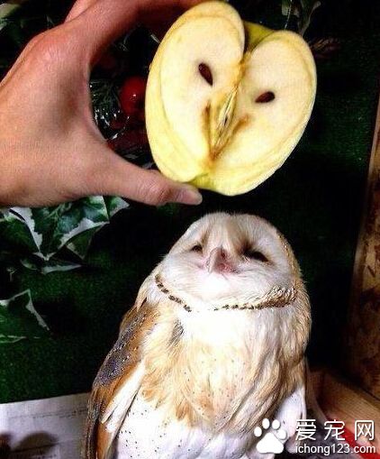 猫头鹰先森，你长了一张苹果脸哦