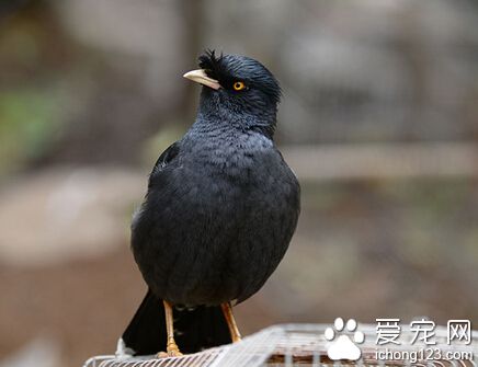 八哥鸟说话 教他说话就得选它高兴时候教