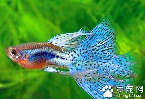 孔雀鱼怎么养  首先必须掌握好喂食的时间