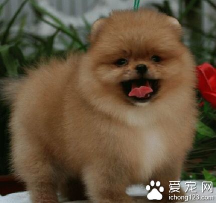 哈多利系博美犬多少钱 不同标准价格不同