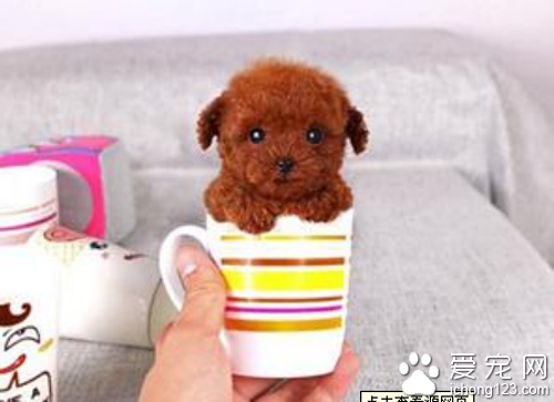 茶杯泰迪价格  教你选购茶杯泰迪